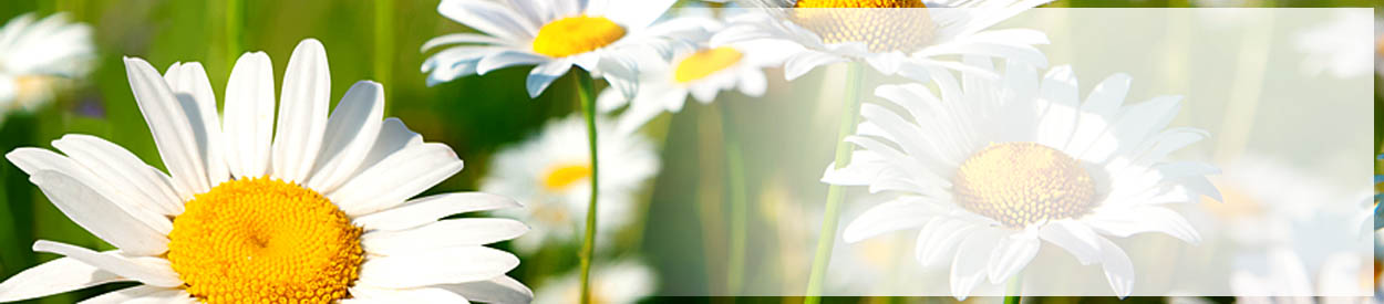 #nivo4 Hello Summer!
